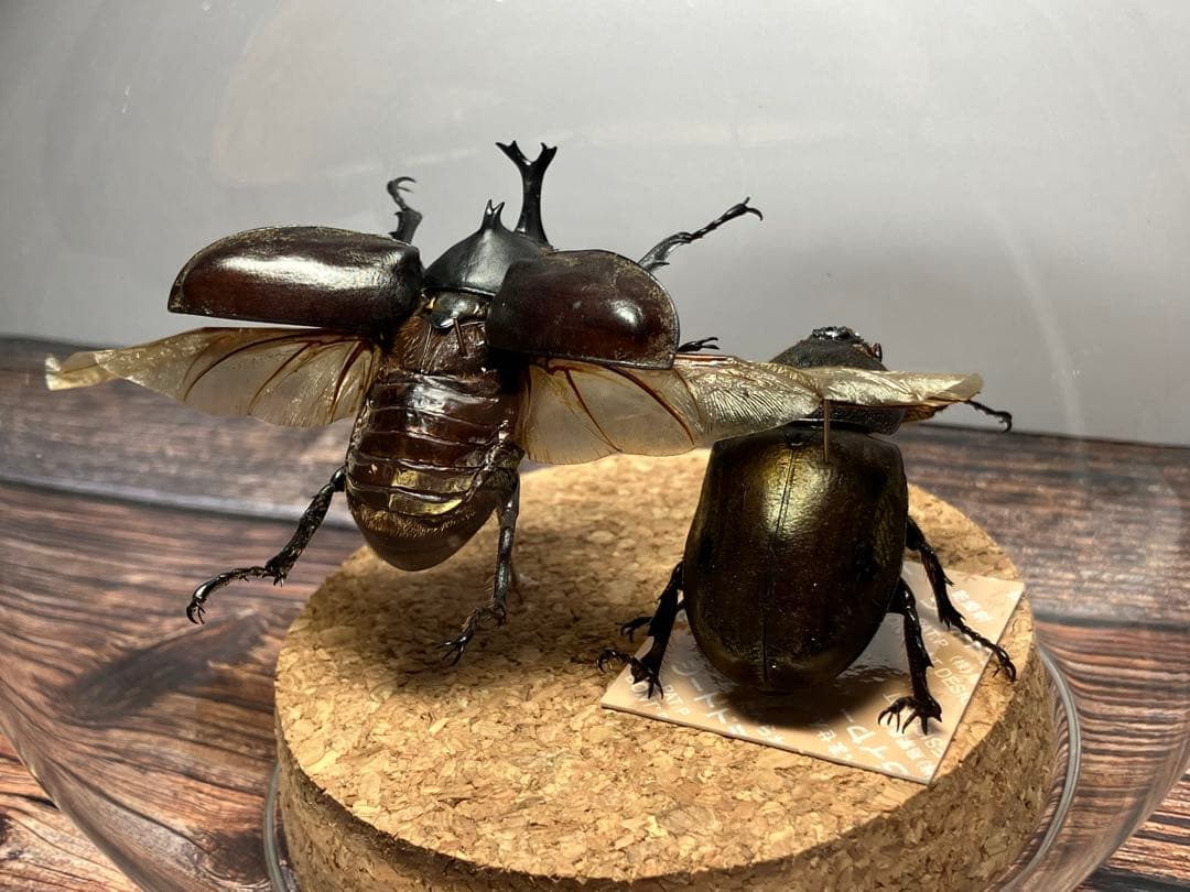 Glass Beetle｜ヤマトカブトムシ飛翔＆固定標本 ペアGB-008】