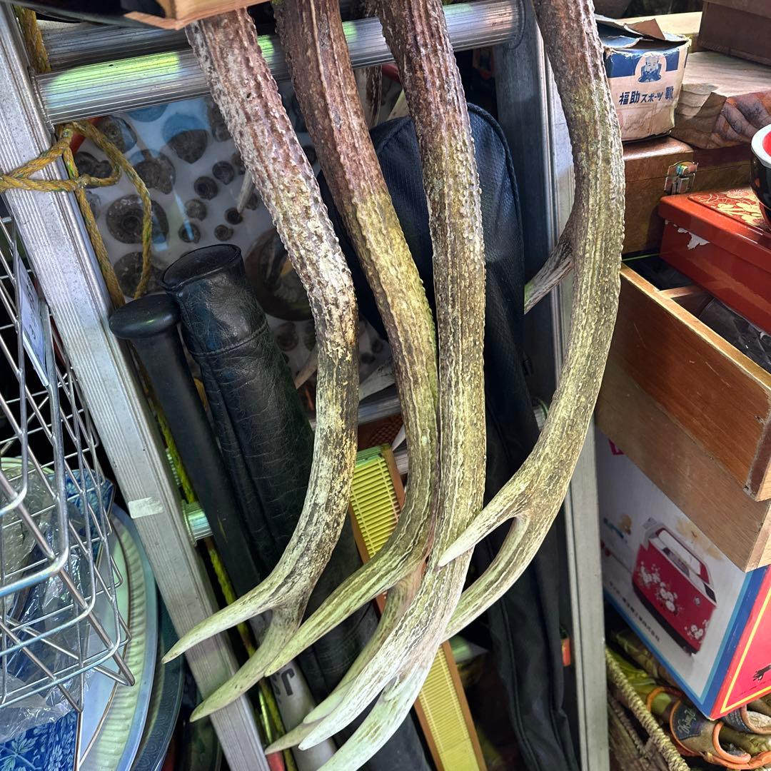 鹿の角まとめ売り10本セット 楽天市場】【ふるさと納税】 鹿角 おすすめ 鹿の角 ペーパーナイフ 小