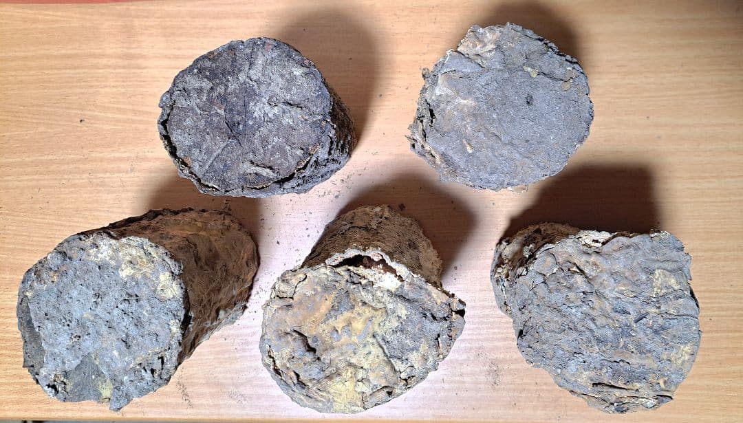 １０本！ Ｌ×５本 Ｍ×５本 クヌギ 土埋め レイシ 霊芝 産卵材 柔らか仕上げ