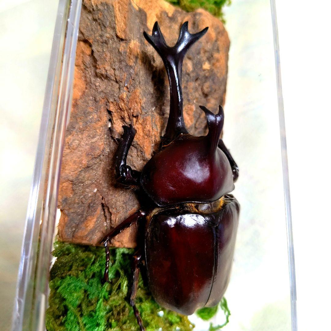 スゴい超巨大超特大大型88.5mm頭角幅21.4mmぐらい国産オスカブトムシ