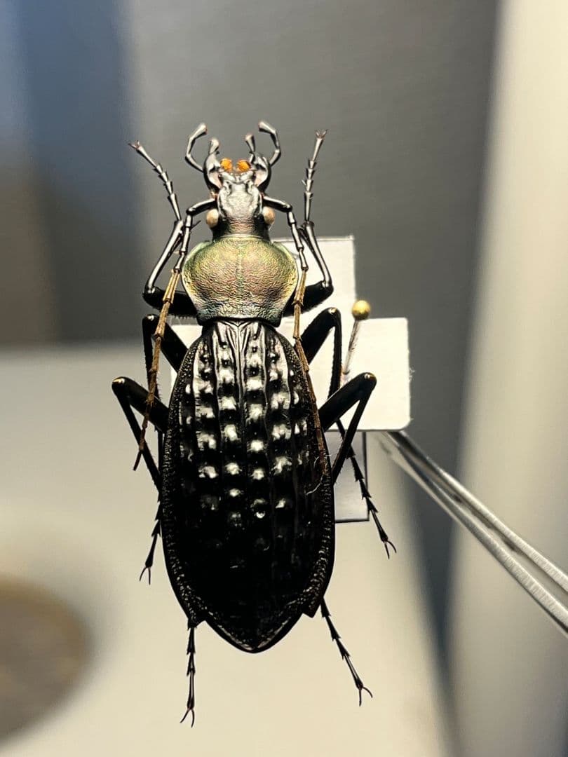 40mm】アロウトゲオサムシ エリスカブリモドキ オサムシ標本 オサムシ