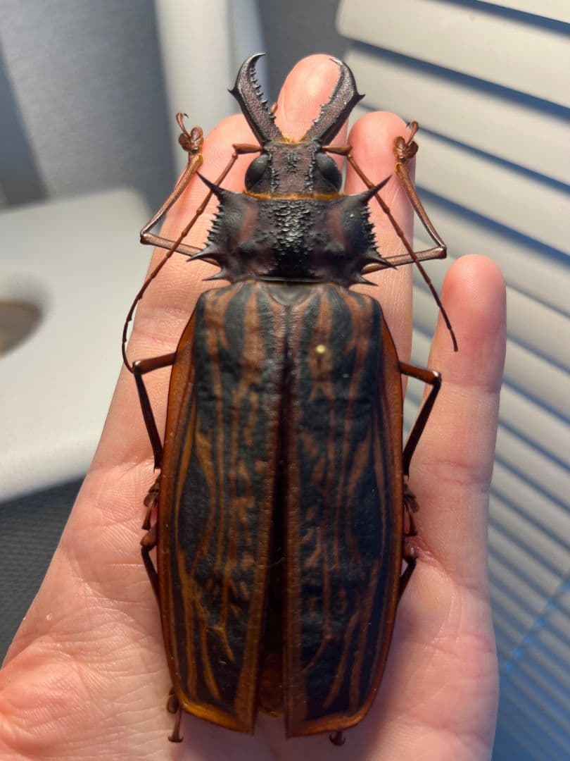 106mm♀】オオキバウスバカミキリ標本 Macrodontia昆虫標本 - メルカリ