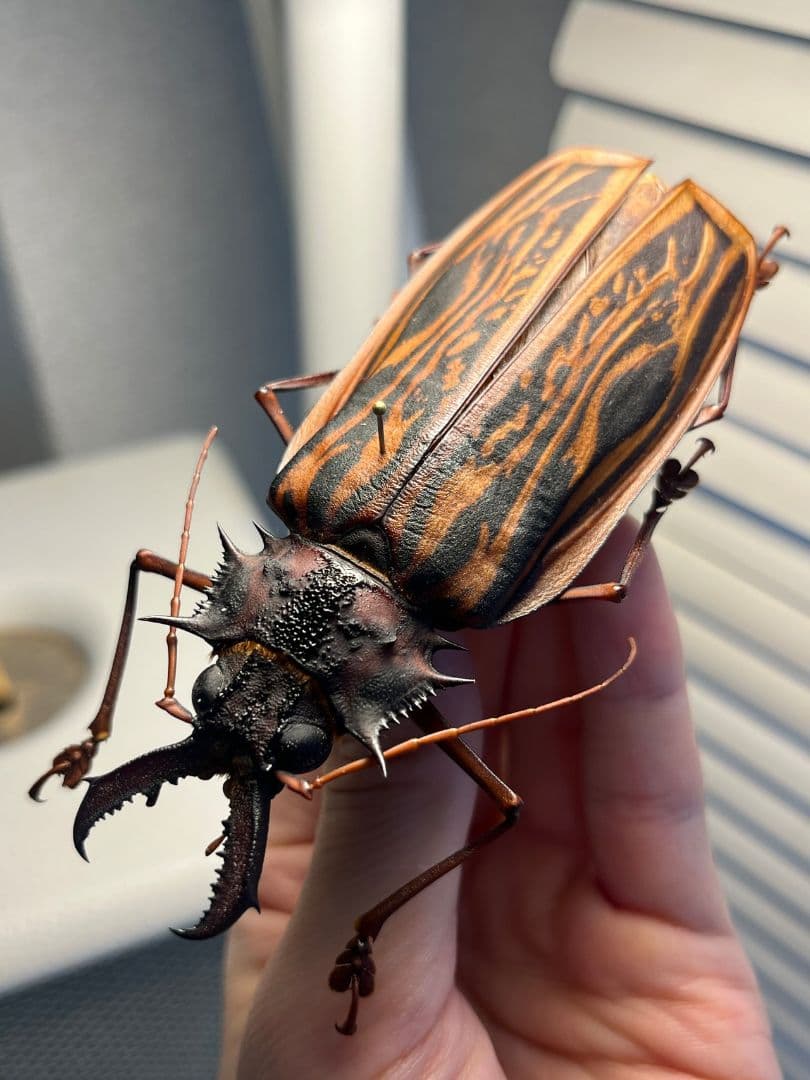 【106mm♀】オオキバウスバカミキリ標本 Macrodontia昆虫標本 106mm♀】オオキバウスバカミキリ標本 Macrodontia昆虫標本 - メルカリ