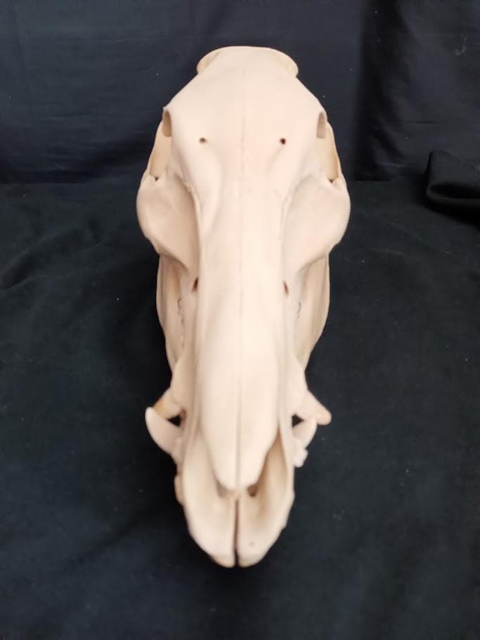 頭骨標本】種名 イノシシ ♀ 28Kg 頭長25cm