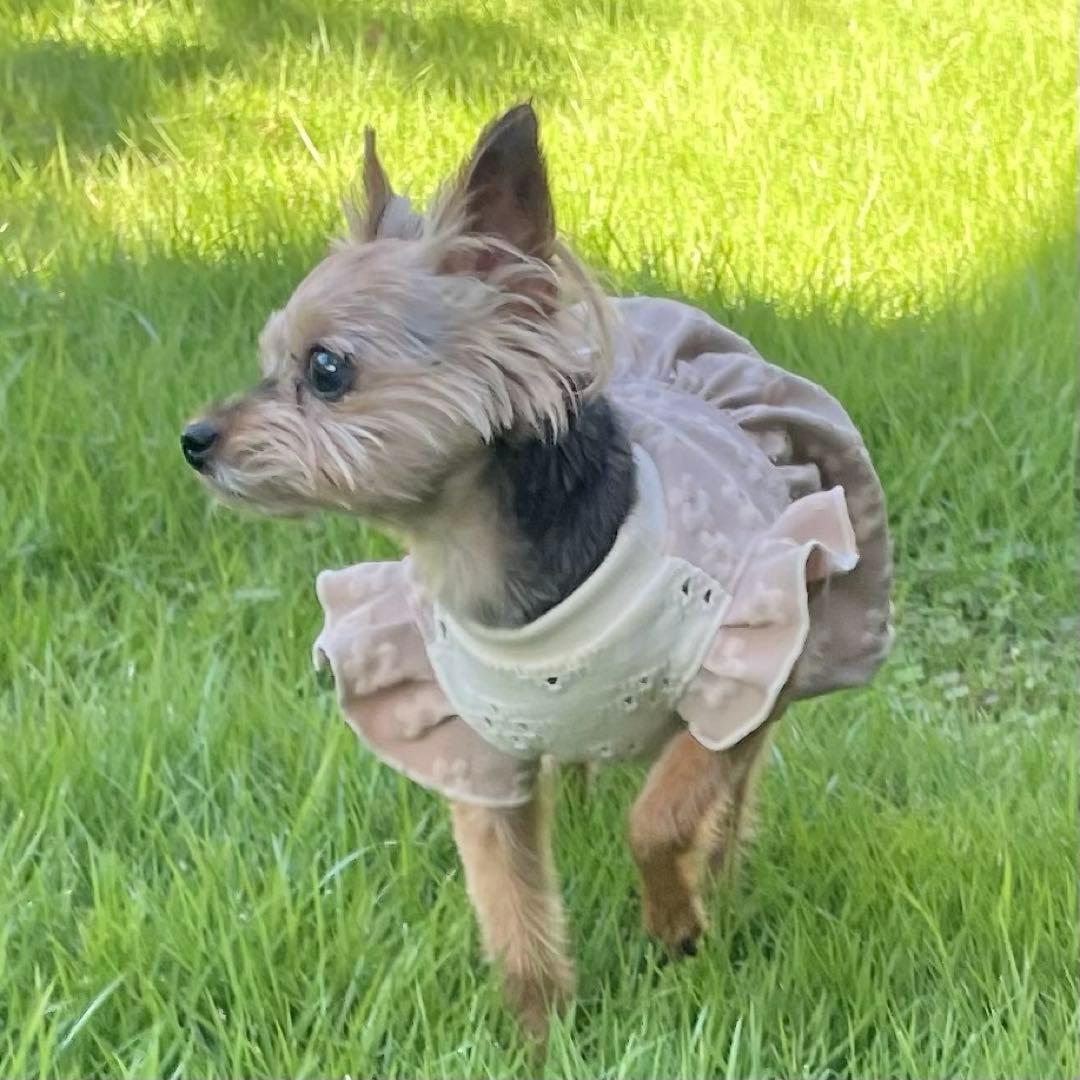 ○犬服○ハンドメイド 胴32 NO.553