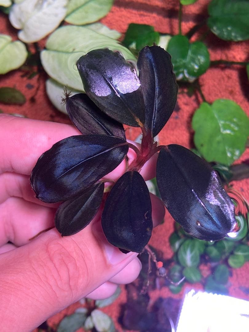 タ*ン様 ブセファランドラ モンスターキング - メルカリ