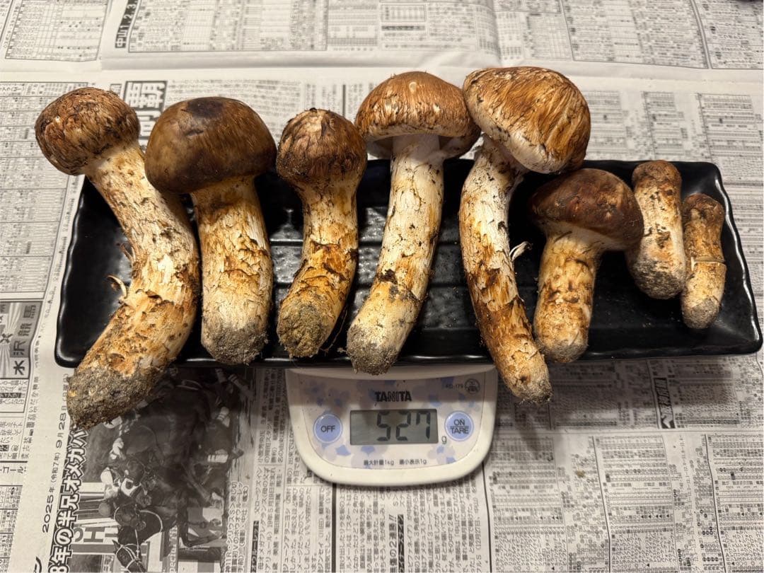 松茸　北海道　500g 訳あり　送料込　国産 ③ 北海道 松茸 500g 訳あり 北海道 松茸 500g 訳あり 公式通販