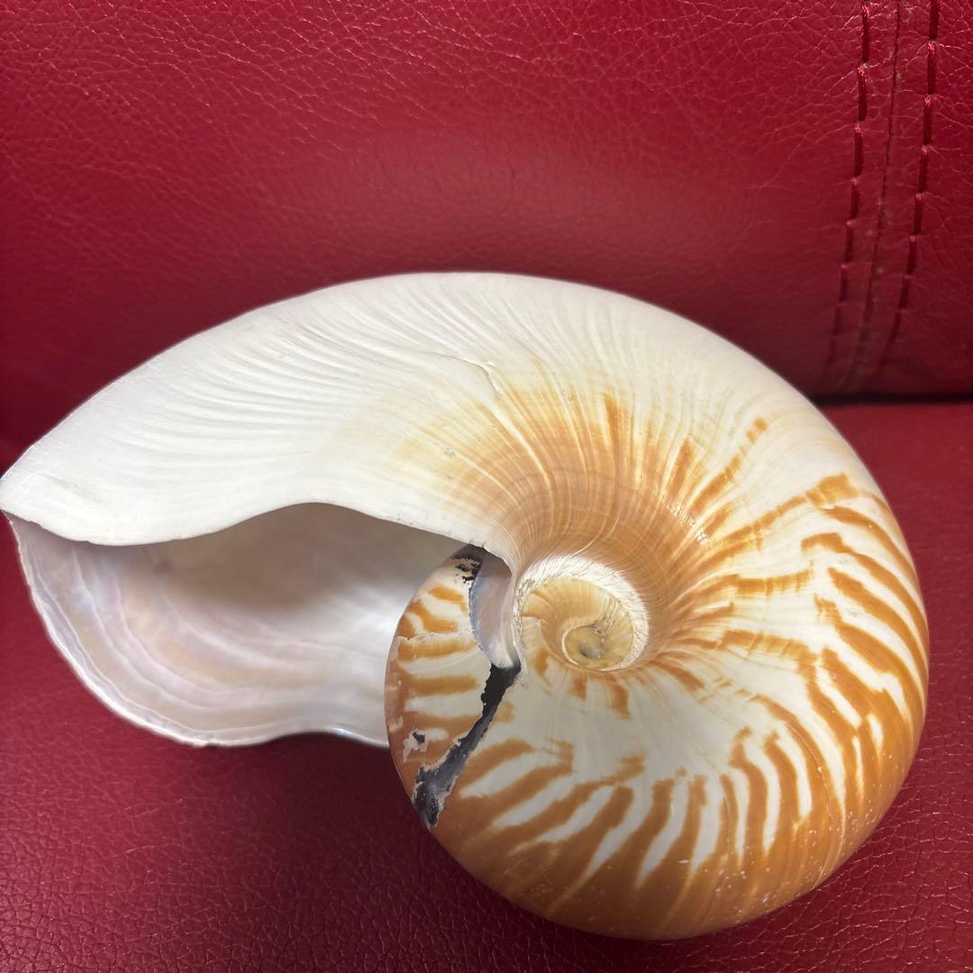 (貴重)ニューギニア産ヒロベソオウムガイ　１７cm