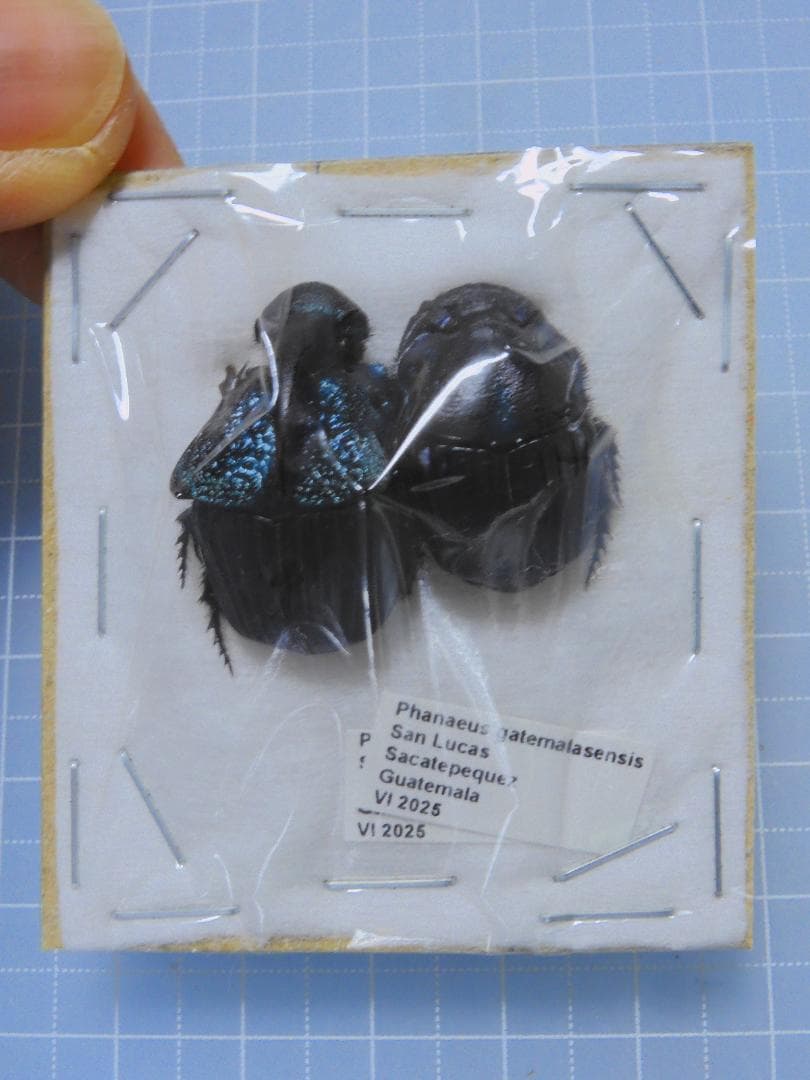 ガテマラ産　ガテマラニジダイコクコガネ　ペア　25-20mm Decora43 8PS-sky468cw カホン 国産モデル 横穴 両打面タイプ デコラ43