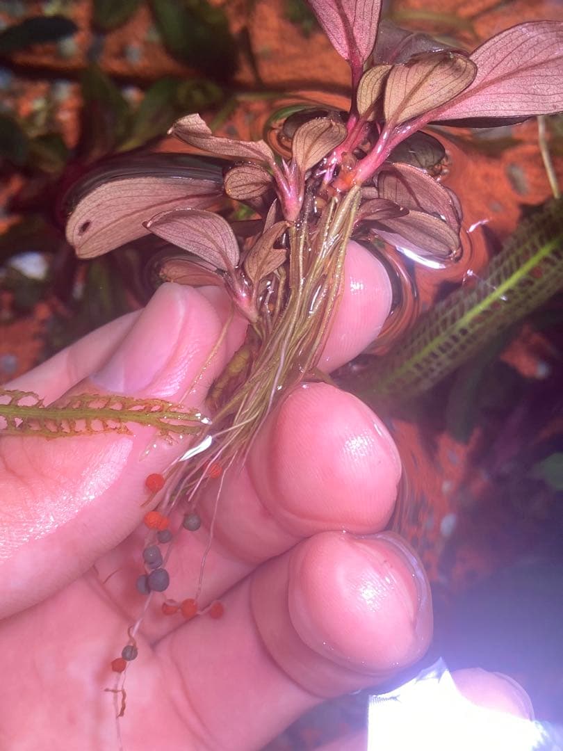 藤*鷹様 ブセファランドラ モンスターキング 群生株 - メルカリ