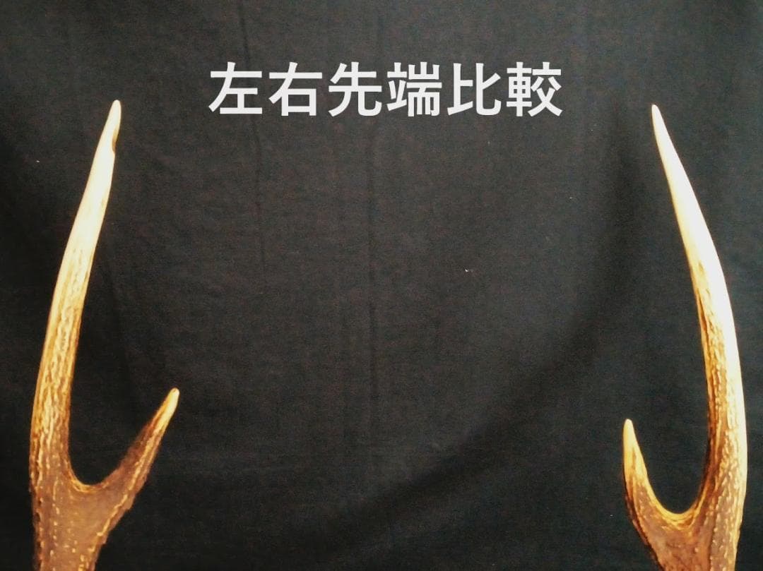 桜龍様 専用標本 ニホンジカ オス 56Kg 角付き頭骨＋寛骨 - メルカリ