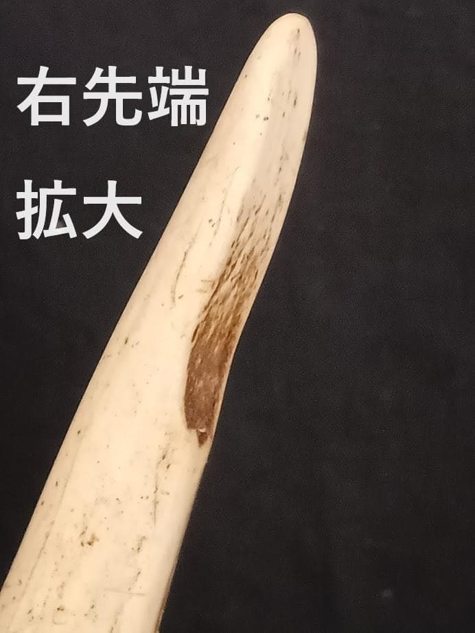 桜龍様 専用標本 ニホンジカ オス 56Kg 角付き頭骨＋寛骨 - メルカリ