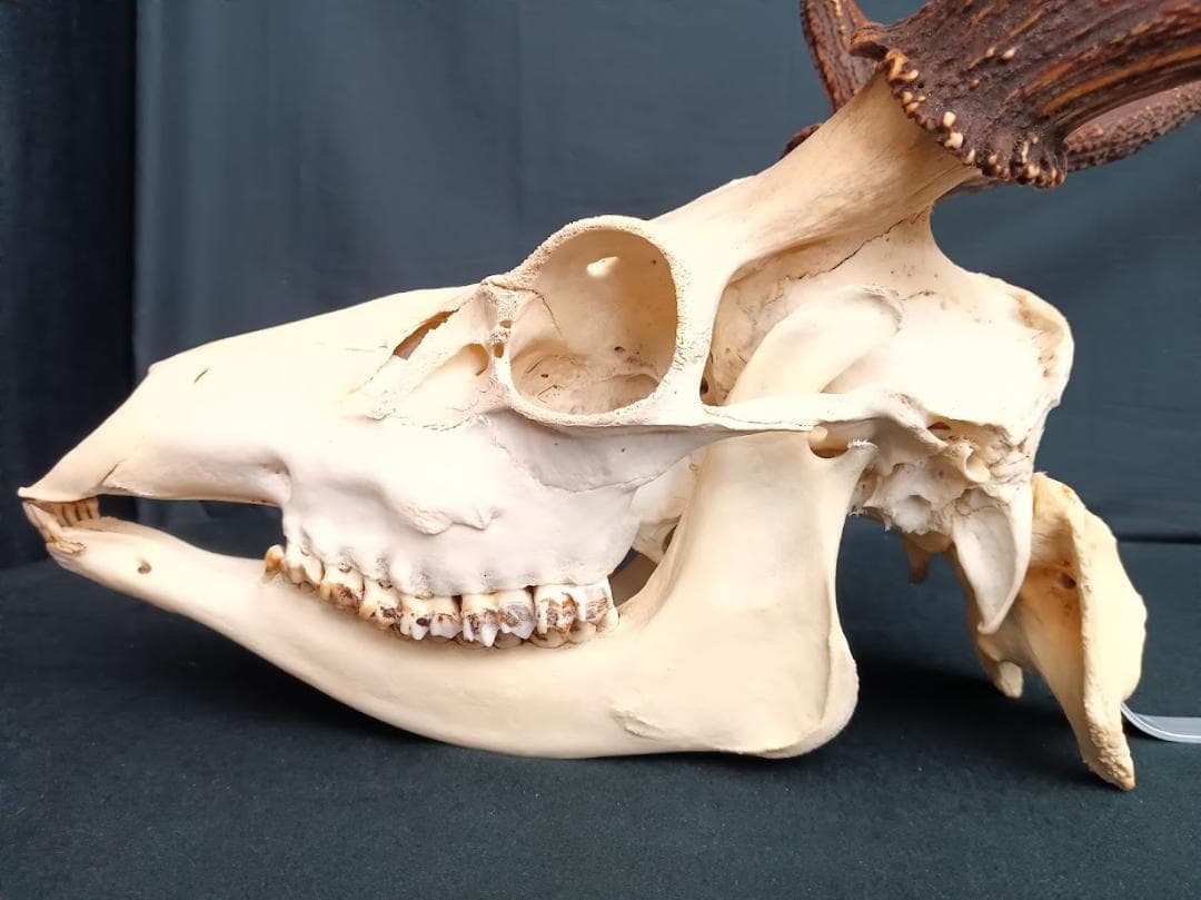 桜龍様 専用標本 ニホンジカ オス 56Kg 角付き頭骨＋寛骨 - メルカリ