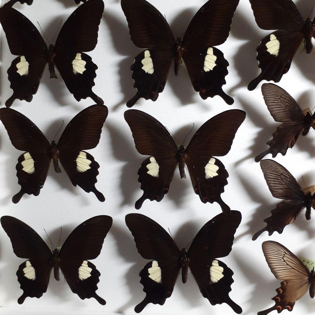 ギフ、ヒメギフチョウ＆ウスバ、ヒメウスバシロチョウセットセット