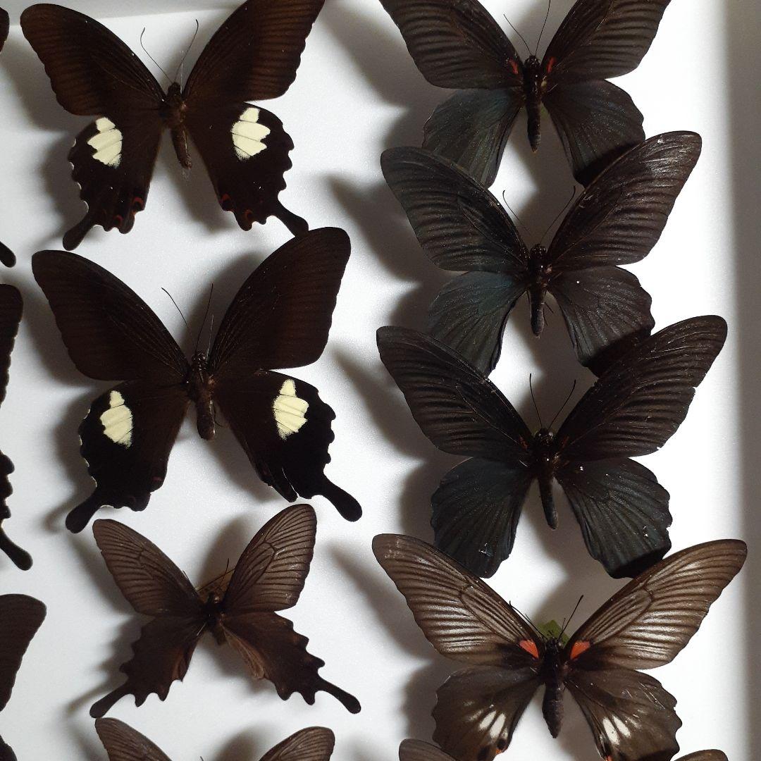 蝶標本 アゲハチョウ類8種47頭、大型ドイツ標本箱2箱入りセット