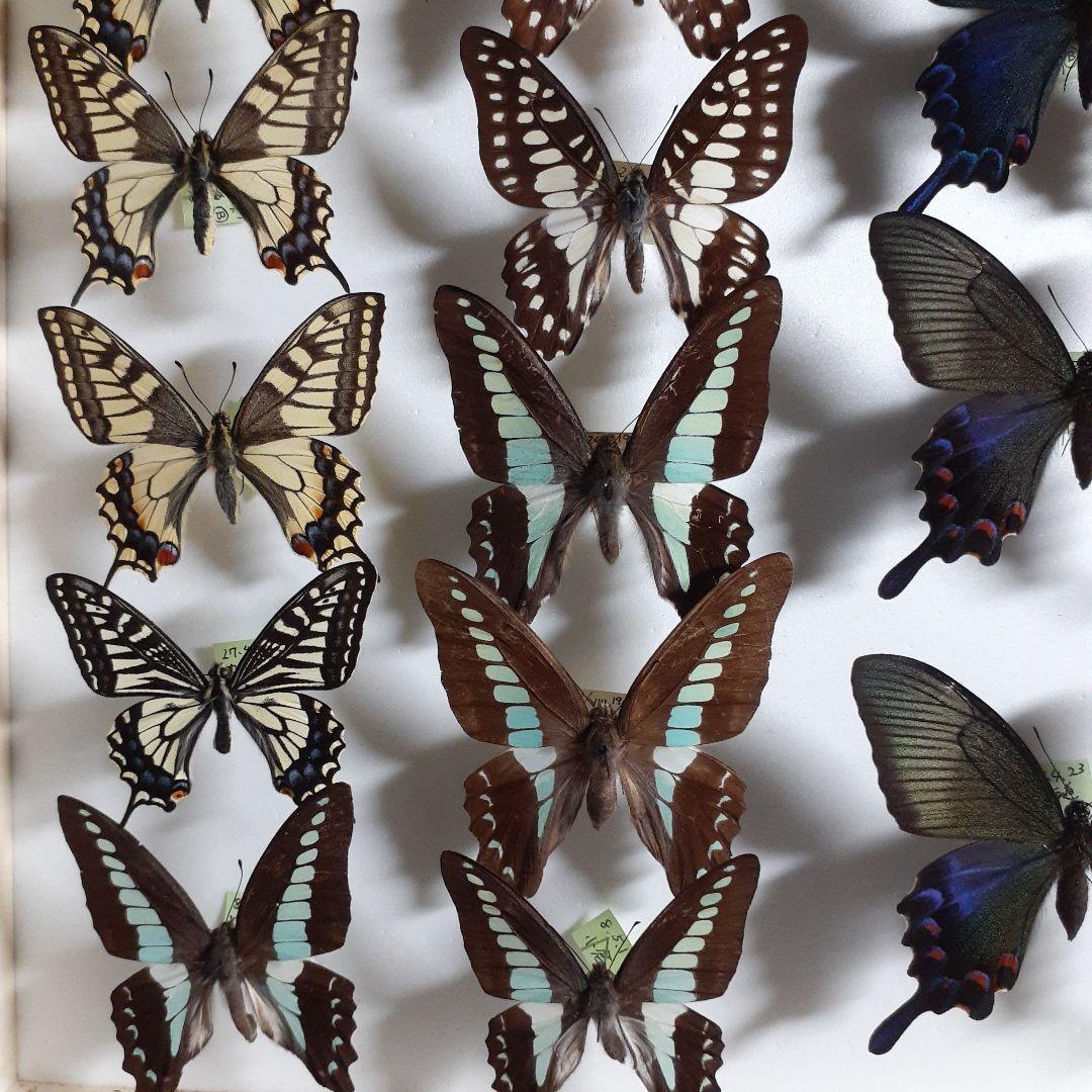 蝶標本 アゲハチョウ類8種47頭、大型ドイツ標本箱2箱入りセット