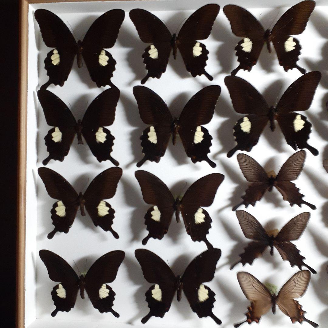 蝶標本 アゲハチョウ類8種47頭、大型ドイツ標本箱2箱入りセット
