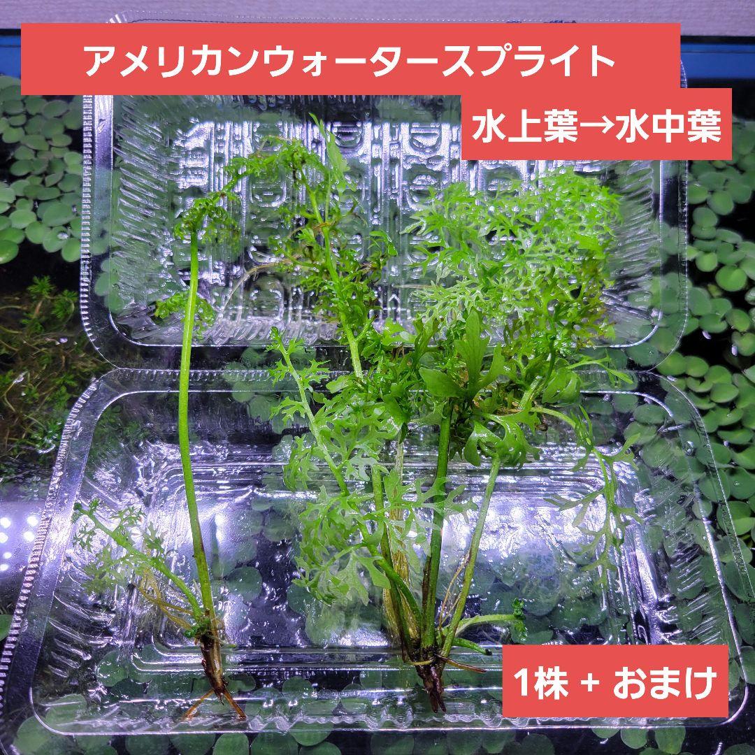 アメリカンウォータースプライト 1株+おまけ - メルカリ