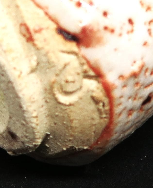 作家物 陶芸家 林正太郎 志野 紅志野 酒器 ぐい呑 酒盃 箱なし 作家