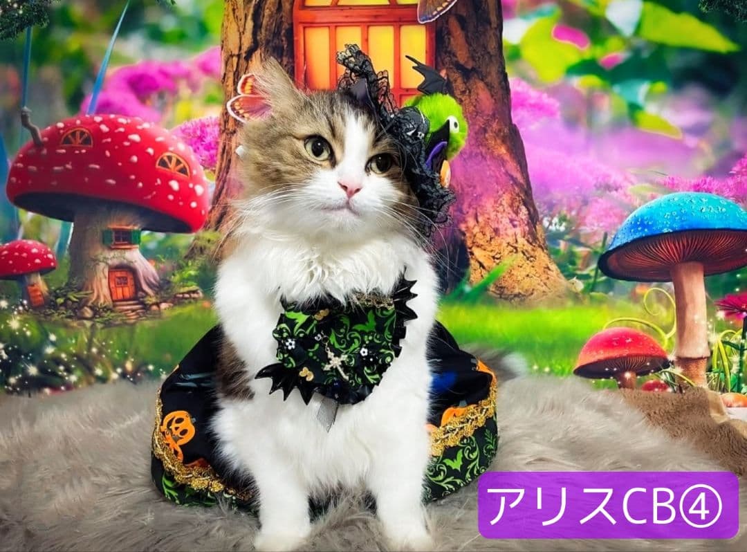 背景布【秋XE】サンプル80×120 ペット撮影用ブース 十五夜 お月見 宇宙