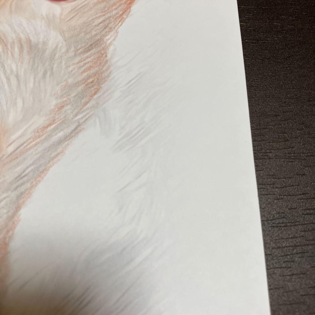 コーイケルホンデュエ成犬】額装品 額縁寸法32.7㎝×24.0㎝×