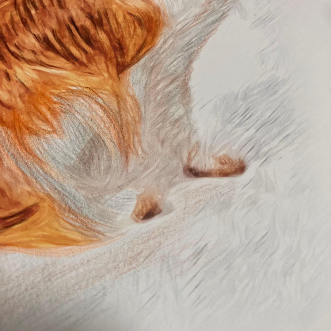 コーイケルホンデュエ成犬】額装品 額縁寸法32.7㎝×24.0㎝×