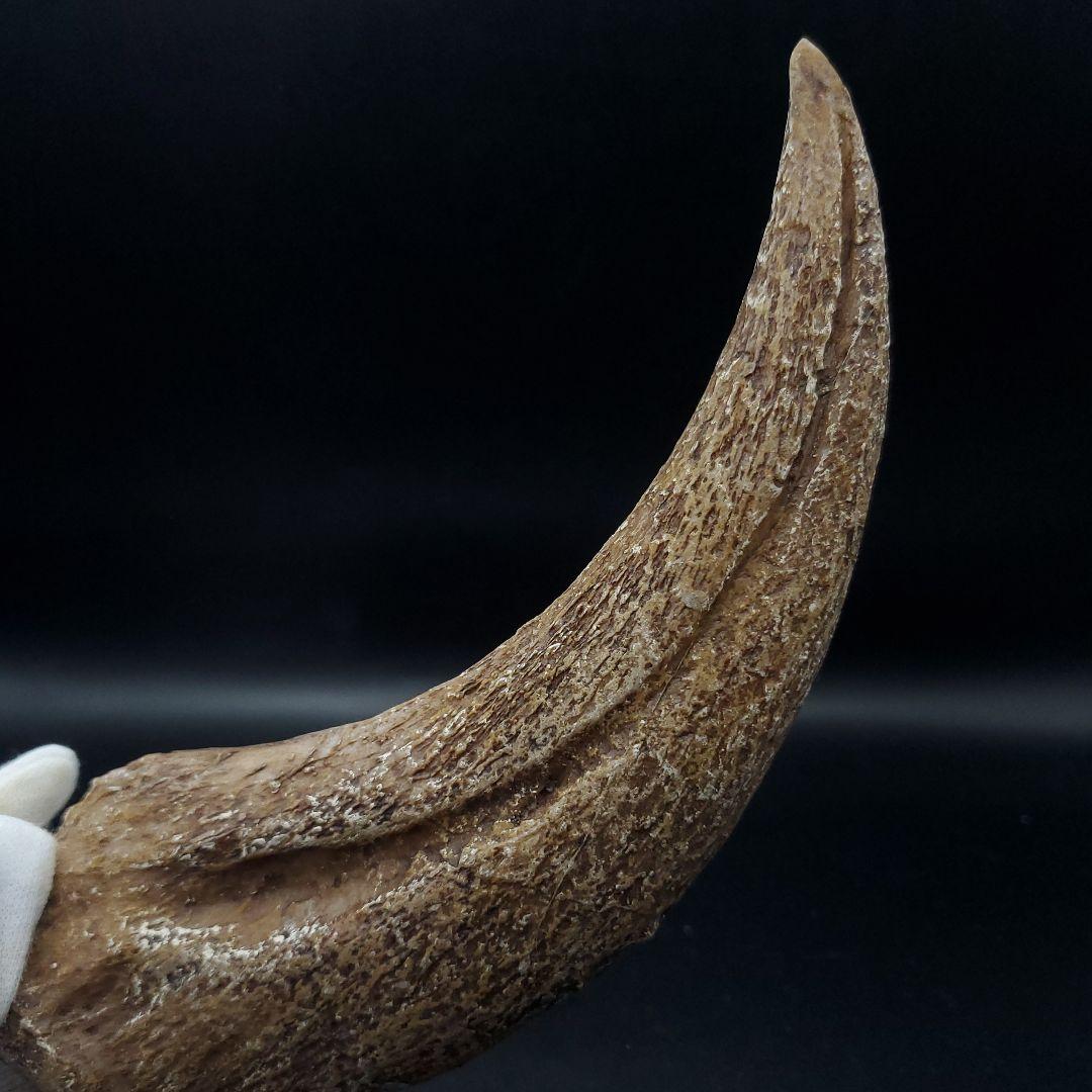 スピノサウルス 爪 レプリカ 181.31mm  spr7