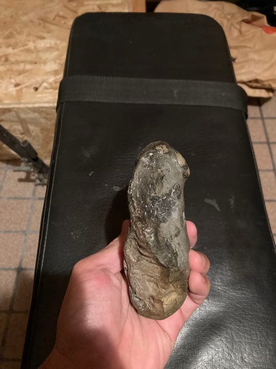 北海道 中頓別 アンモナイト 化石 /クリスマス 恐竜 三葉虫 アウトドア