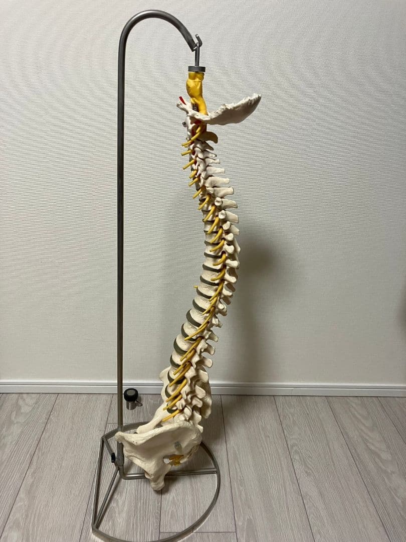 ソムソ社 ドイツ製 脊柱骨格模型 中古品 人体 骨格 接骨院カイロ