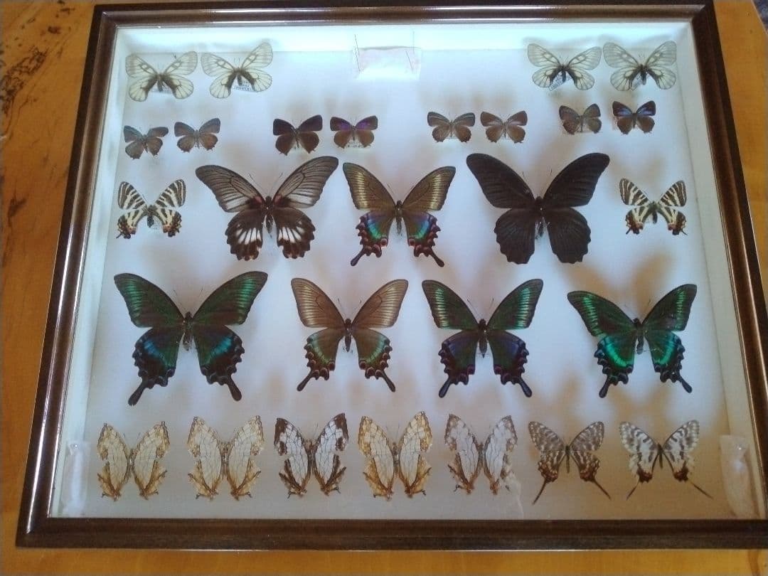 蝶の標本セット　沖縄産 1 蝶の標本セット 沖縄産 1 蝶の標本セット 沖縄産 1 蝶標本 - 海福雑貨