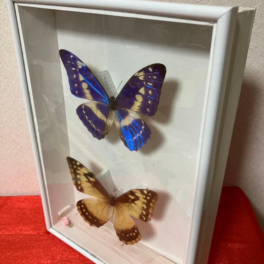 美麗キプリスモルフォペアー