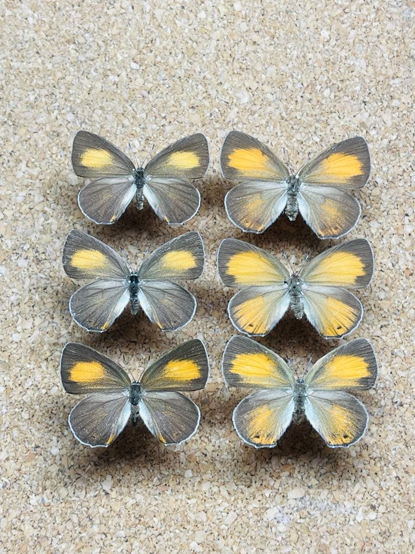 外国産コガネムシ標本】ダイコクコガネ/アルゼンチン産/26.1mm21.4mm