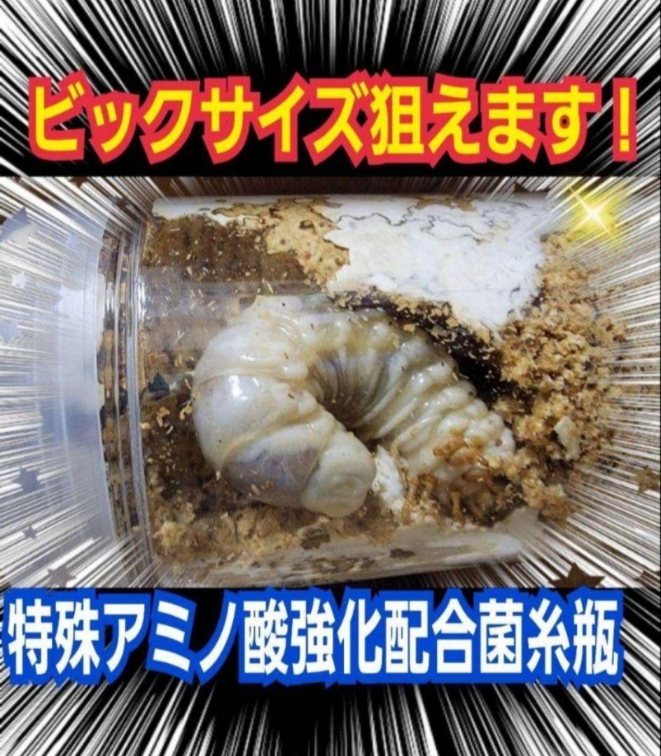 極上！ヒマラヤひらたけ菌糸瓶【10本セット】トレハロース、キトサン