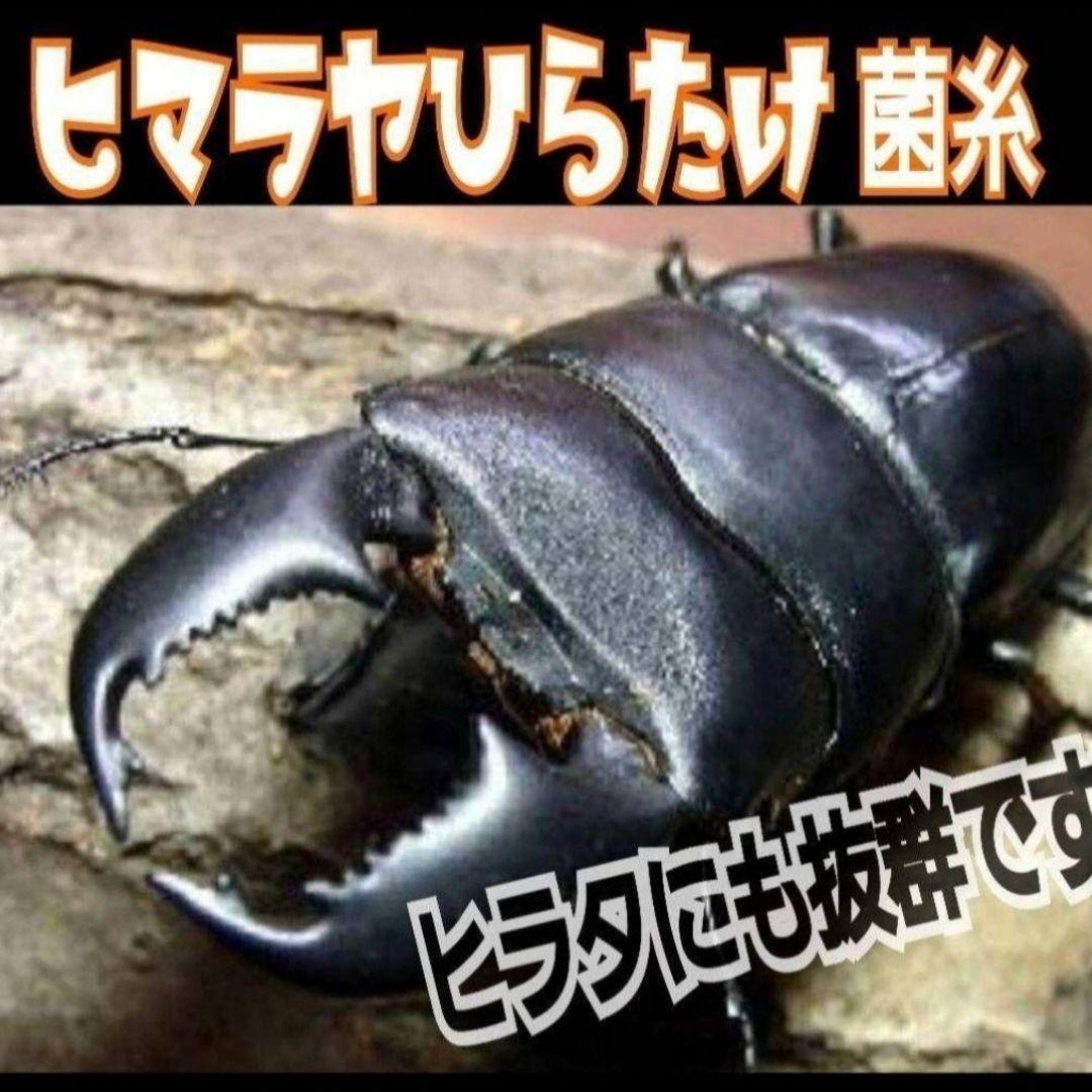 極上！ヒマラヤひらたけ菌糸瓶【10本セット】トレハロース、キトサン