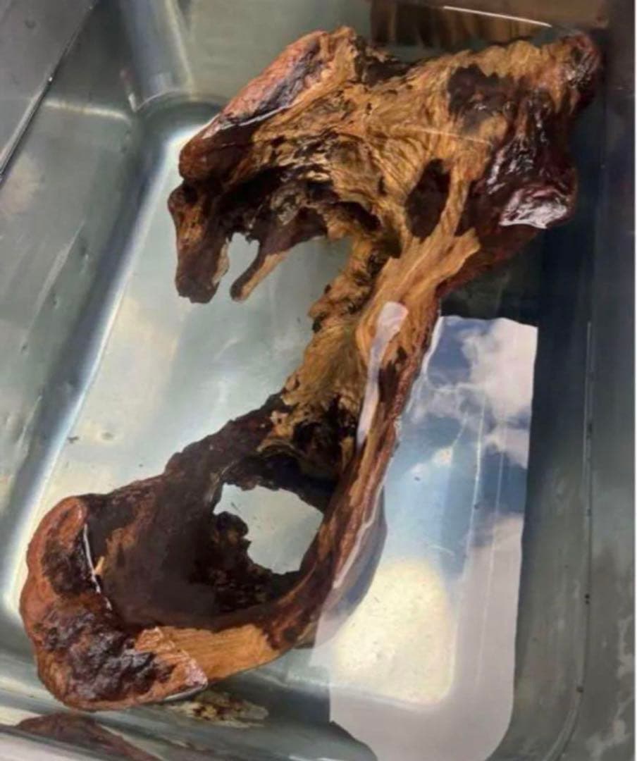 m61特大流木 アク抜き済み 爬虫類シェルター レイアウト用 登り木