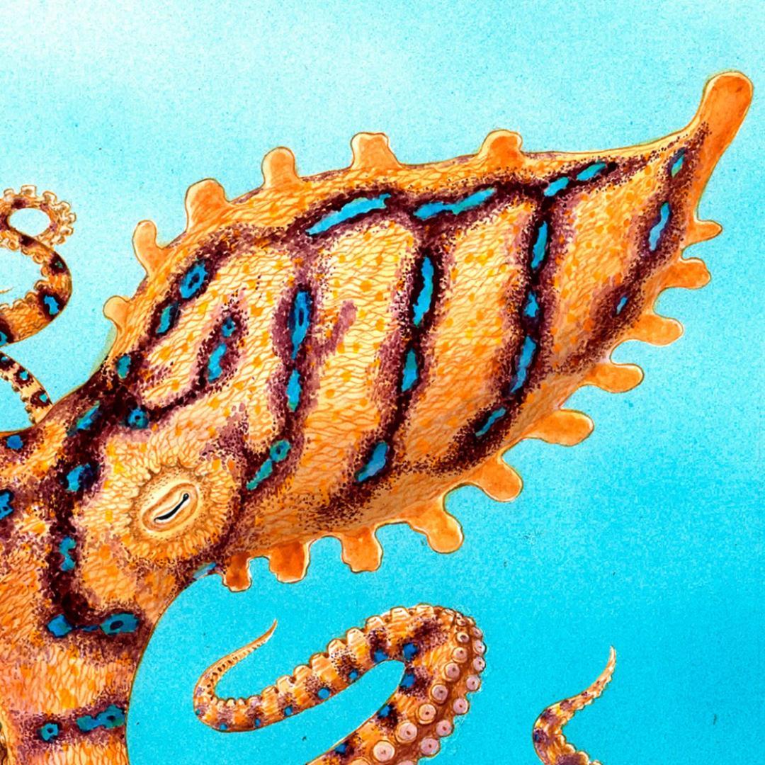 【絵画】ネイチャーアート「オウギガイを襲うヒョウモンダコ」原画