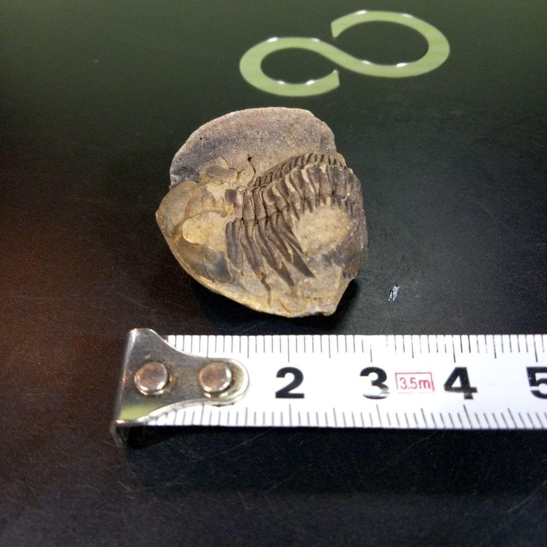三葉虫 化石 fossil ボリビア産 トライロバイト 三葉虫個体⑤