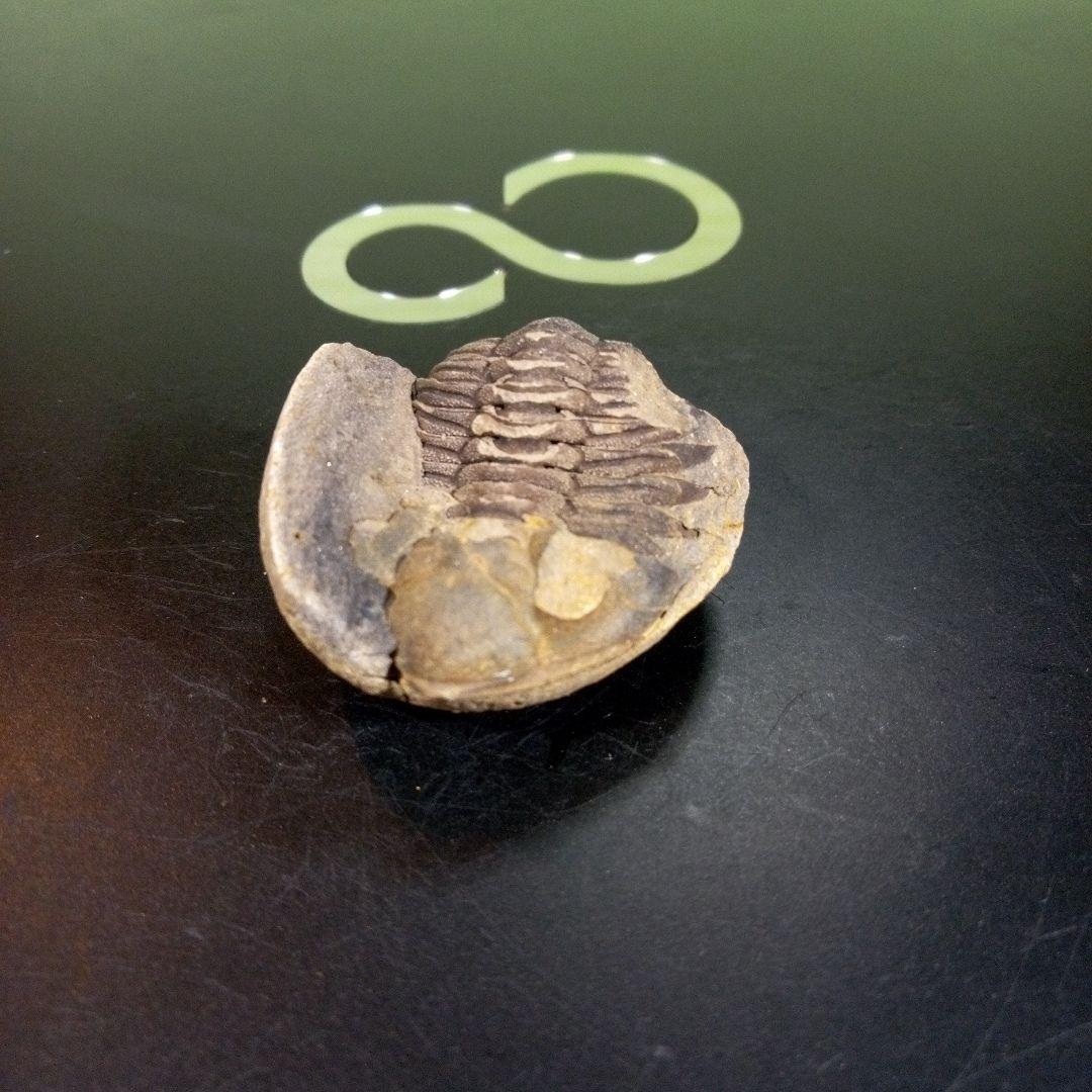 三葉虫 化石 fossil ボリビア産 トライロバイト 三葉虫個体⑤