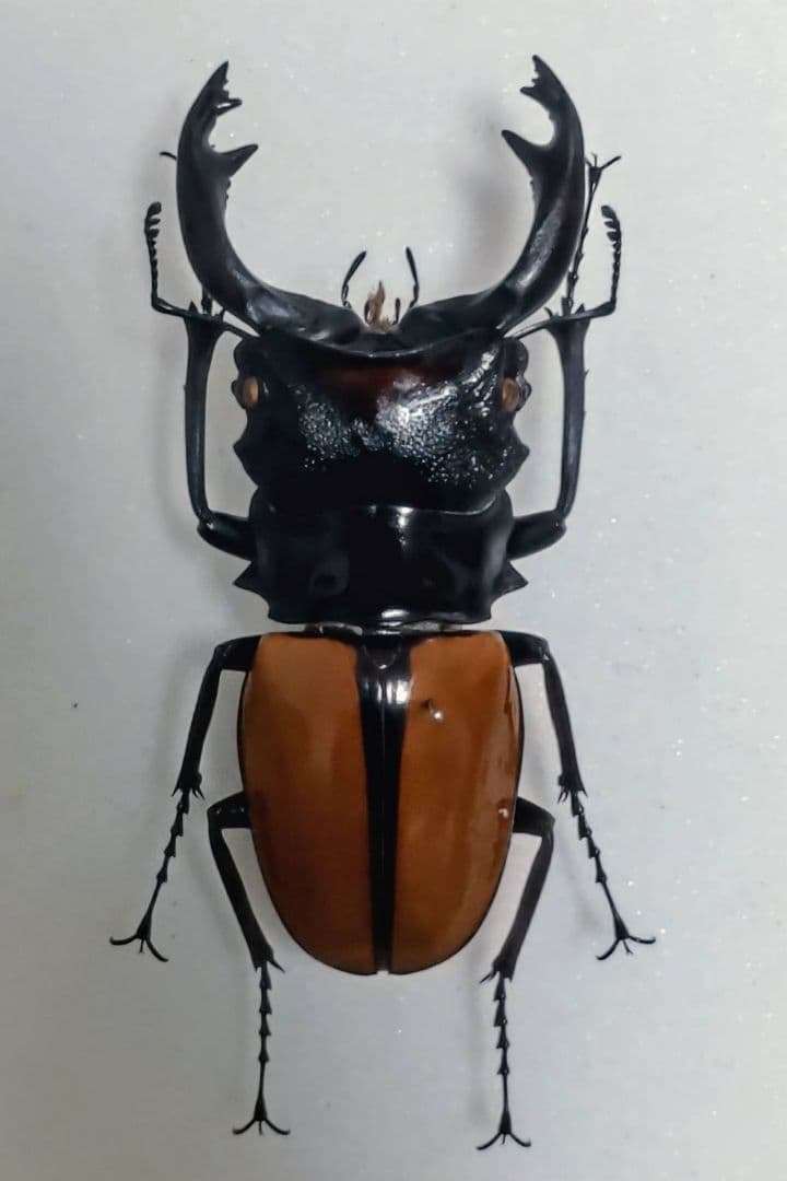 赤黄緑青】ルリオニカミキリ ムラサキオニノコギリカミキリ キンオニ