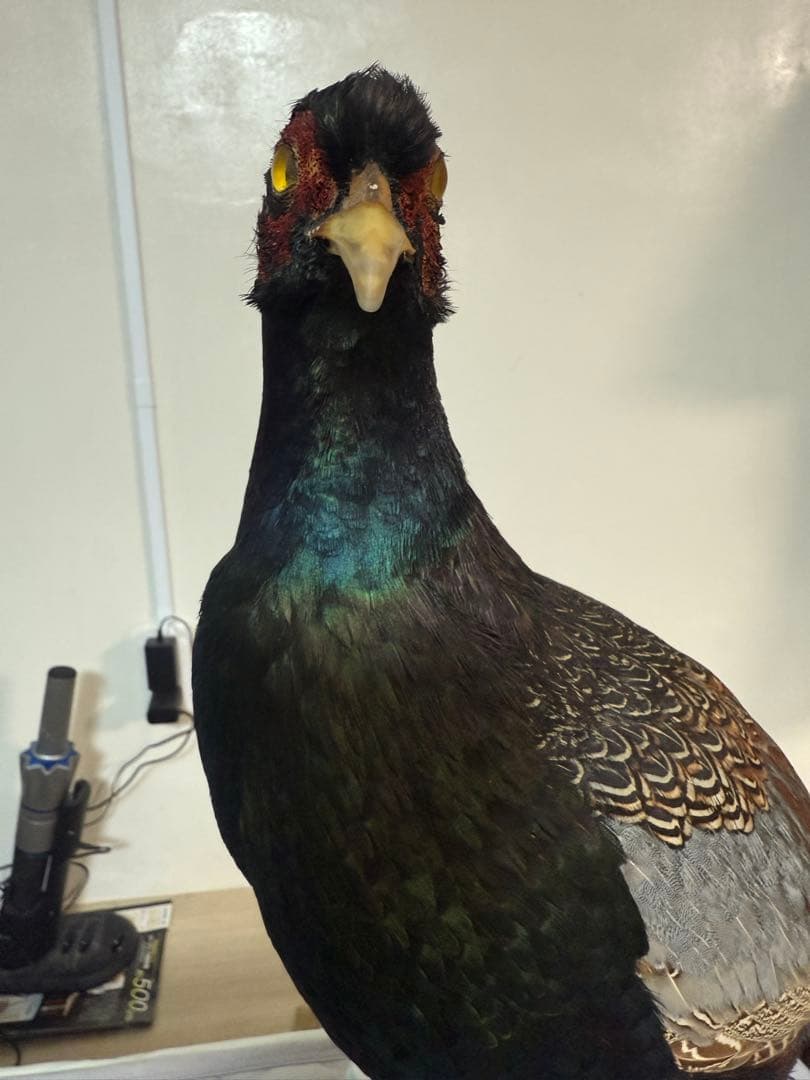 キジ剥製(西岡剥製工房) - 標本用品最 安値