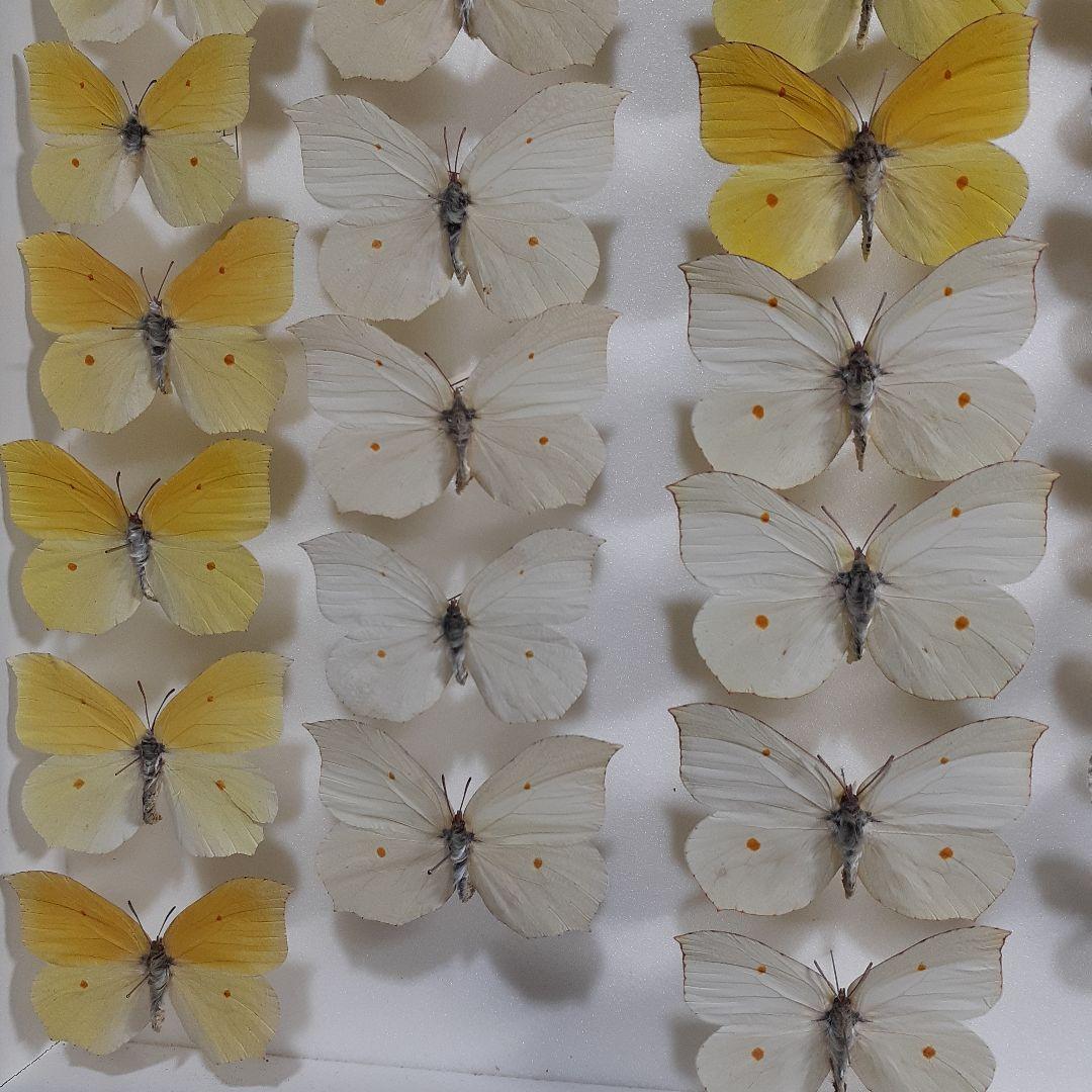 蝶標本 シロチョウ、ヒカゲチョウ類ほか20種156頭、大型ドイツ標本箱二