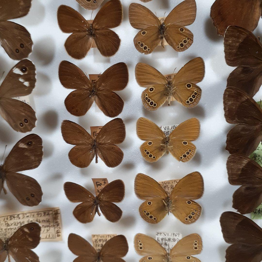蝶標本 シロチョウ、ヒカゲチョウ類ほか20種156頭、大型ドイツ標本箱二