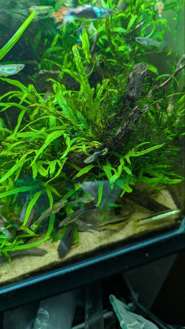 ミクロソリウムトライデントリーフ60葉以上が自然活着した2本組の