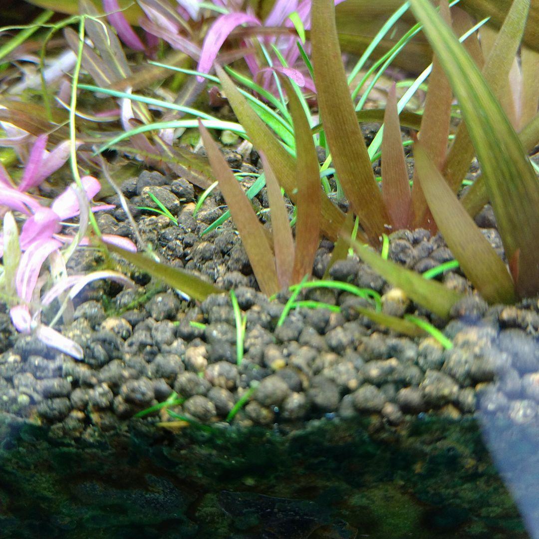 メルカリ便 クシリスSPレッド水中葉子株1株 水草 ADA 水槽
