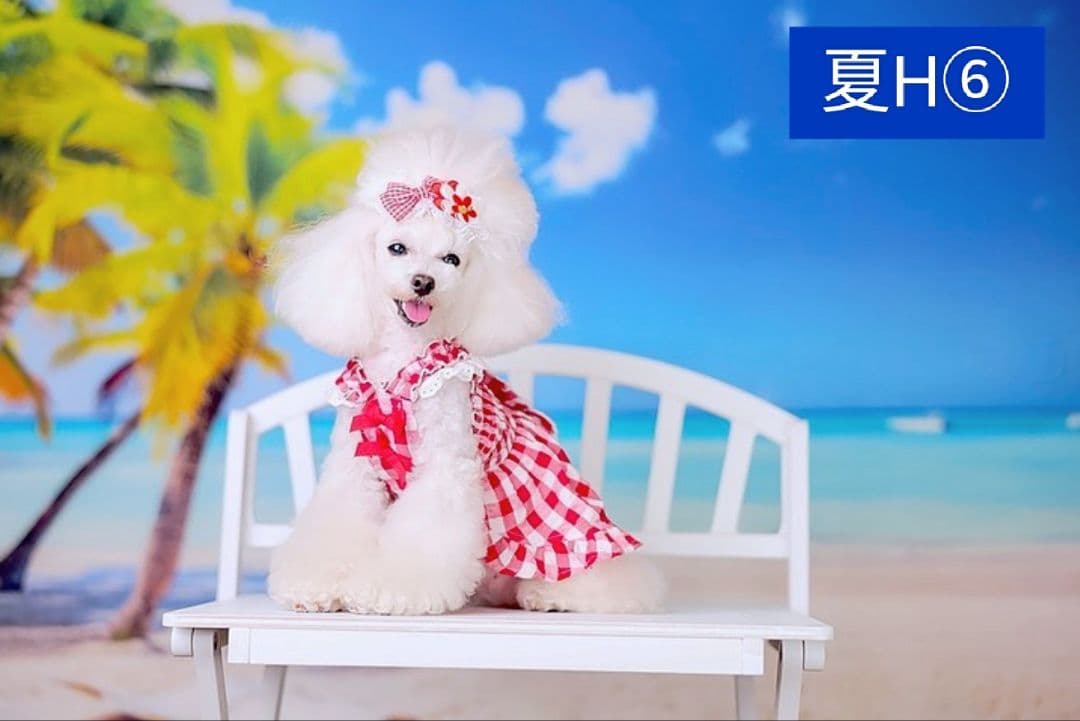 背景布夏BA② キッズ、ペット、7,8月撮影用フォトブース サーフィン