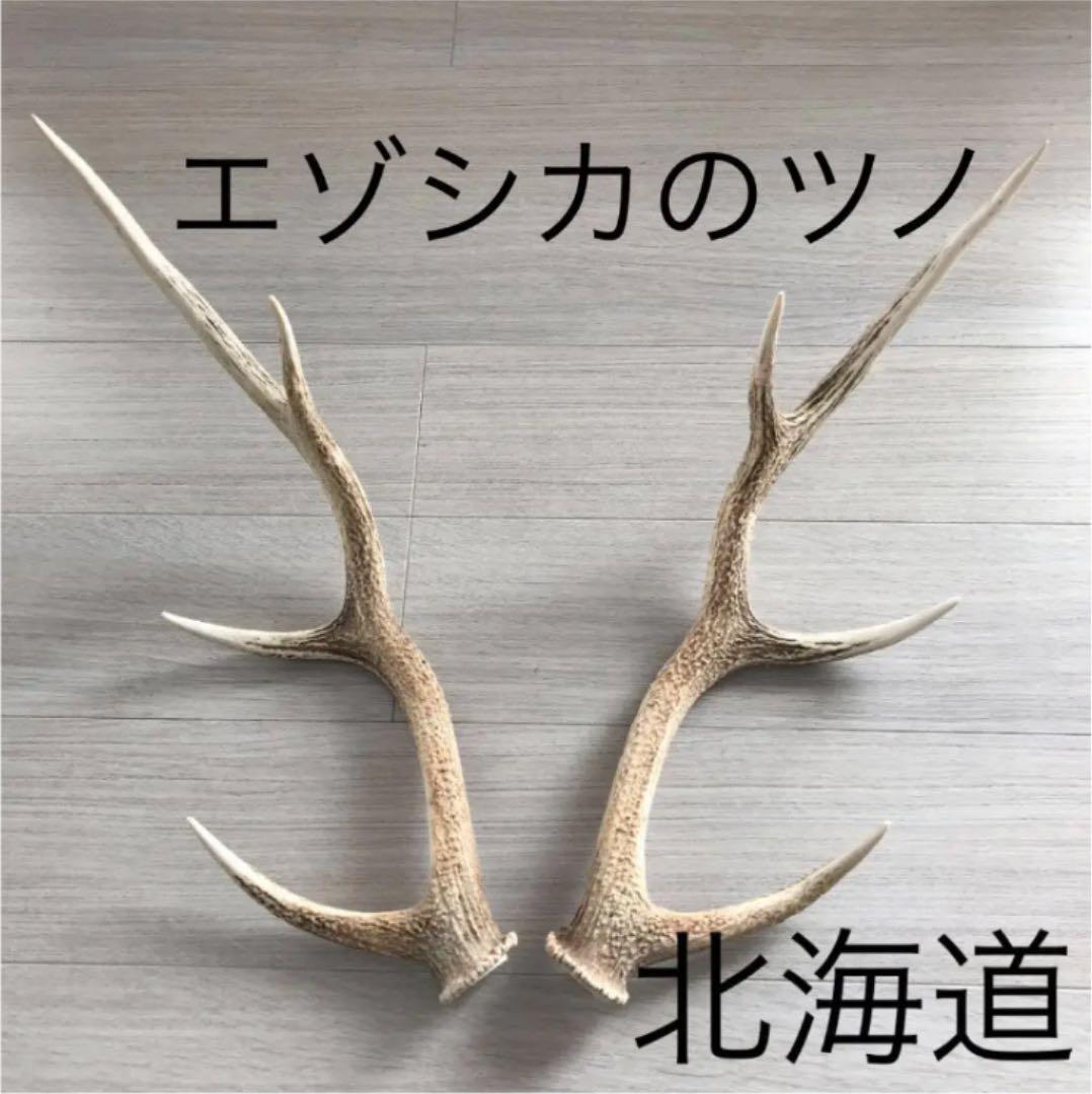 鹿ツノ北海道エゾシカの角