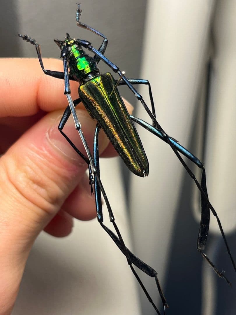 40mm】アオカミキリの仲間 Chloridolum klaesii？ 標本