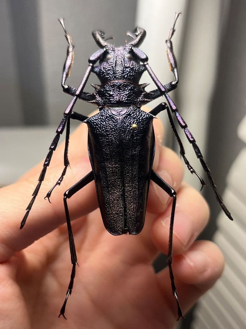 濃紺】ツヤケシオニノコギリカミキリ ムラサキオニノコギリカミキリ