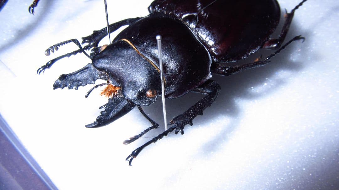 奄美大島産アマミマルバネクワガタ 野外品標本