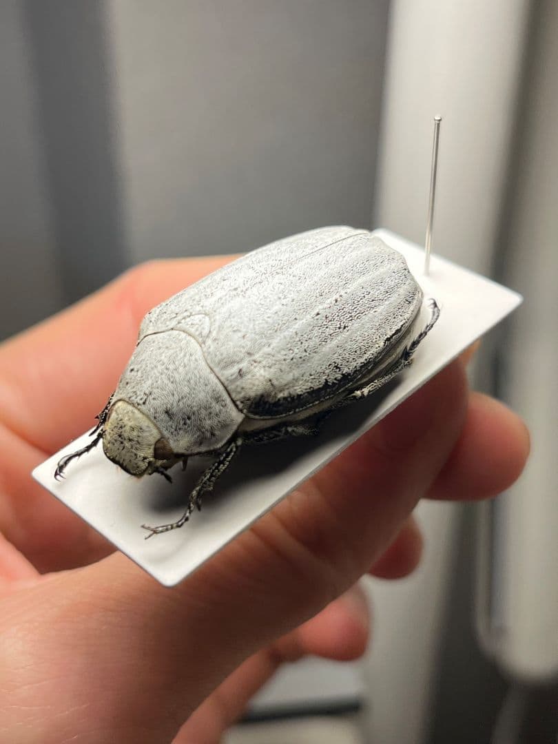 【38mm】マッシロコガネ Cyphochi昆虫標本 プラチナコガネ 38mm】マッシロコガネ Cyphochi昆虫標本 プラチナコガネ 美しい